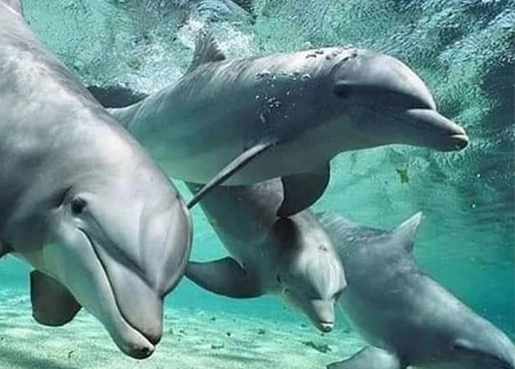MNEMBA_ISLAND _DOLPHINS_AND_SNORKELING